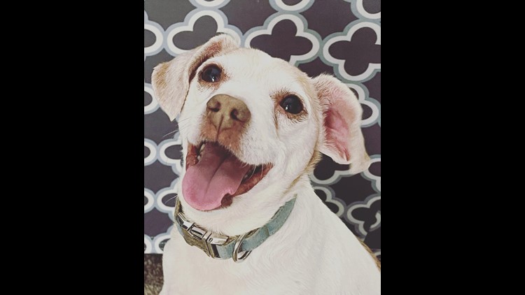 Pitbull dogs jigsaw puzzles - Apps on Google Play