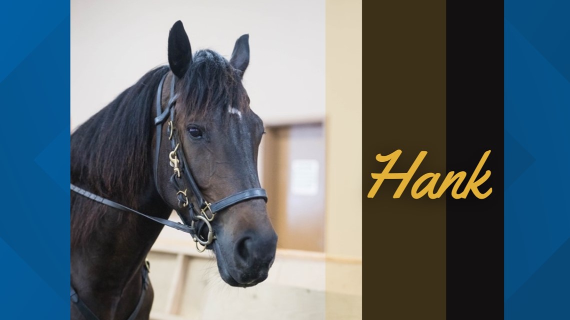 KCSO's 'Hank the Tank' Mounted Unit horse dies - Vimarsana News