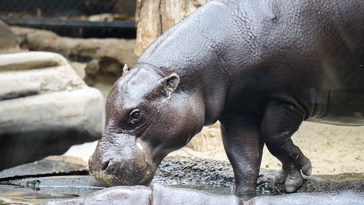 Pygmy hippo habitat officially opening at John Ball Zoo
