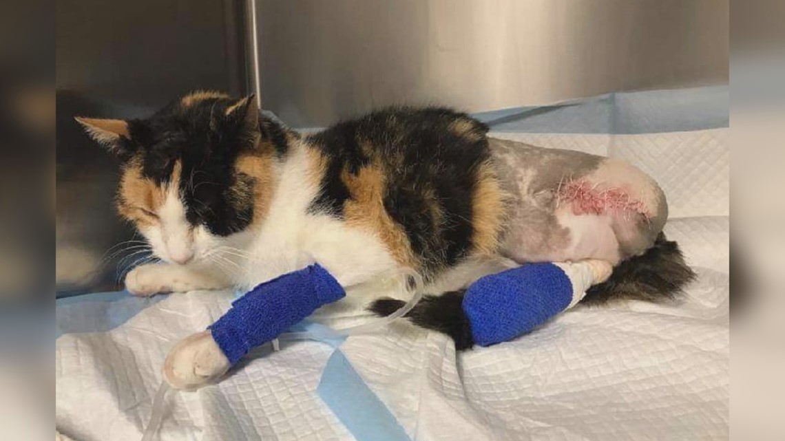 ‘It can be fatal’: Cat loses leg while seeking shelter from the cold in car engine