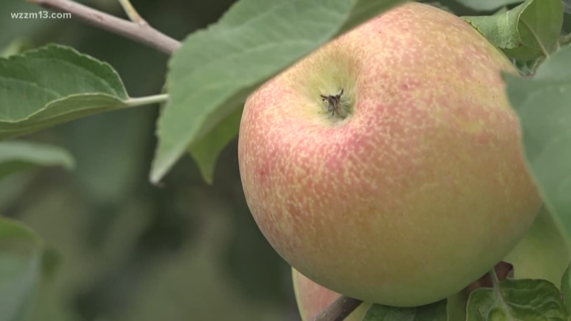 Previewing the fall apple crop