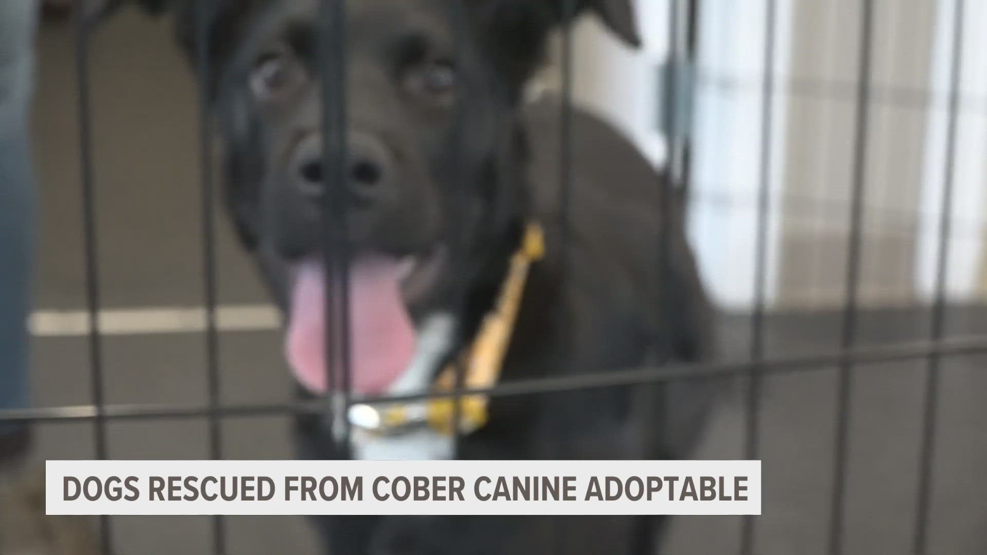 Harbor Humane says dogs rescued from Cober Canines now adoptable.