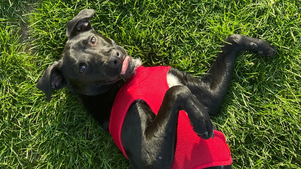 Grand Rapids college students searching for lost dog - Vimarsana News