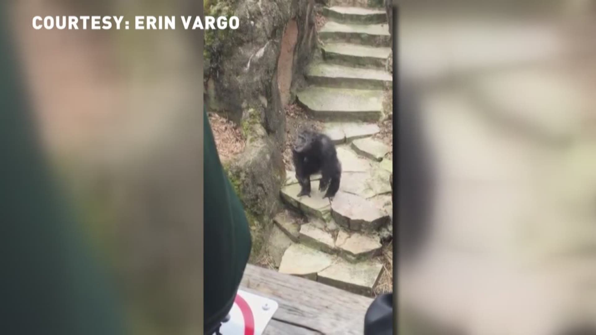 Poopflinging John Ball Zoo chimpanzee has a history