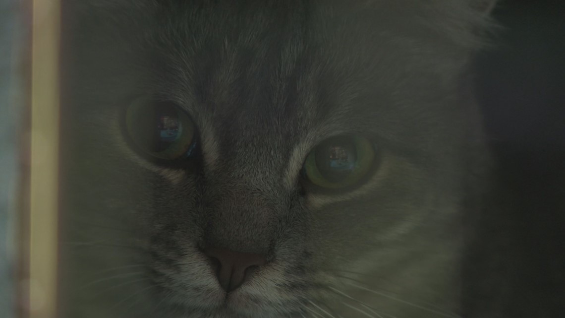 Local non profit works to trap, neuter, and return feral cats - Vimarsana News