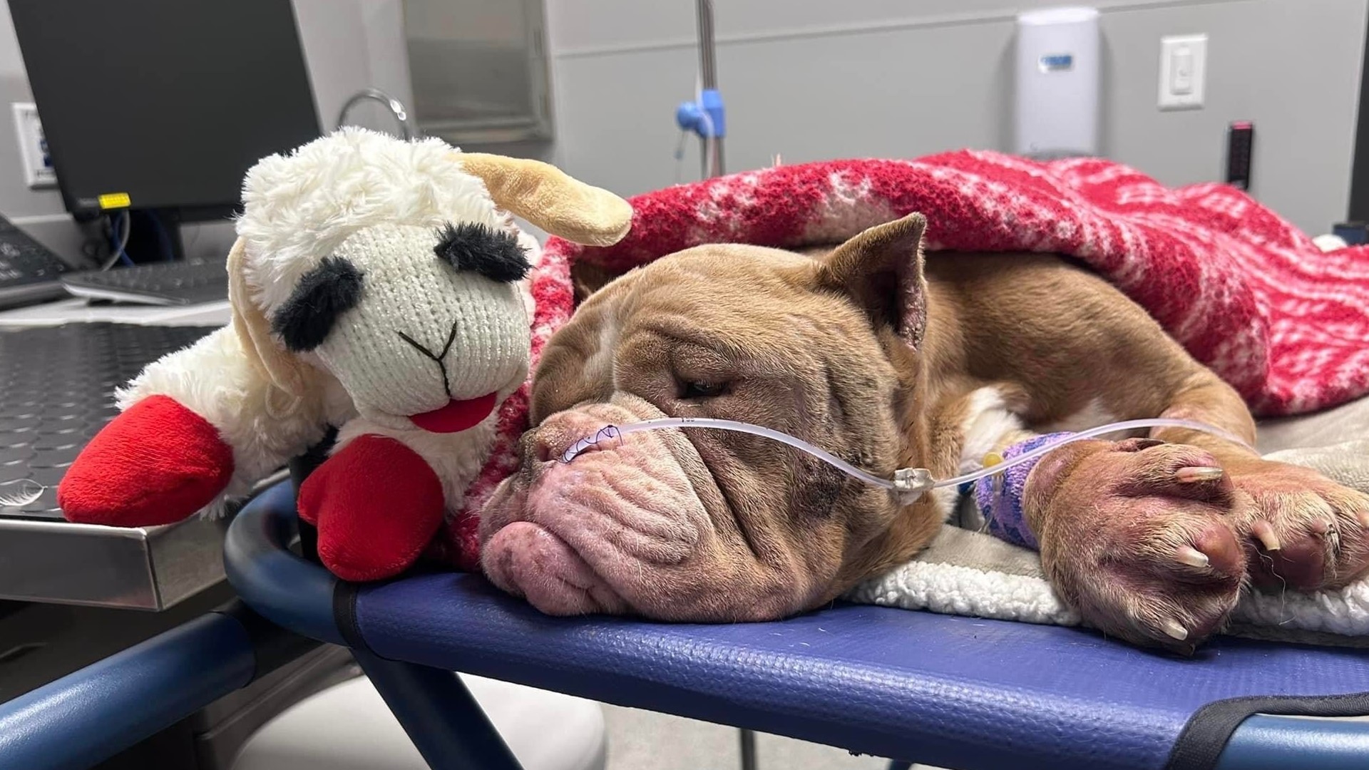 The East Grand Rapids Dept. of Public Safety said they asked the prosecutor to authorize one charge of animal cruelty to the last known owner of Hope. He declined.