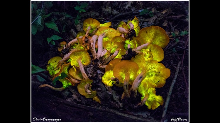 Bioluminescent mushrooms are popping up around West Michigan