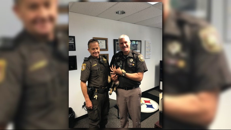 Meet The Van Buren Sheriff Department's New Dog | Wzzm13.com