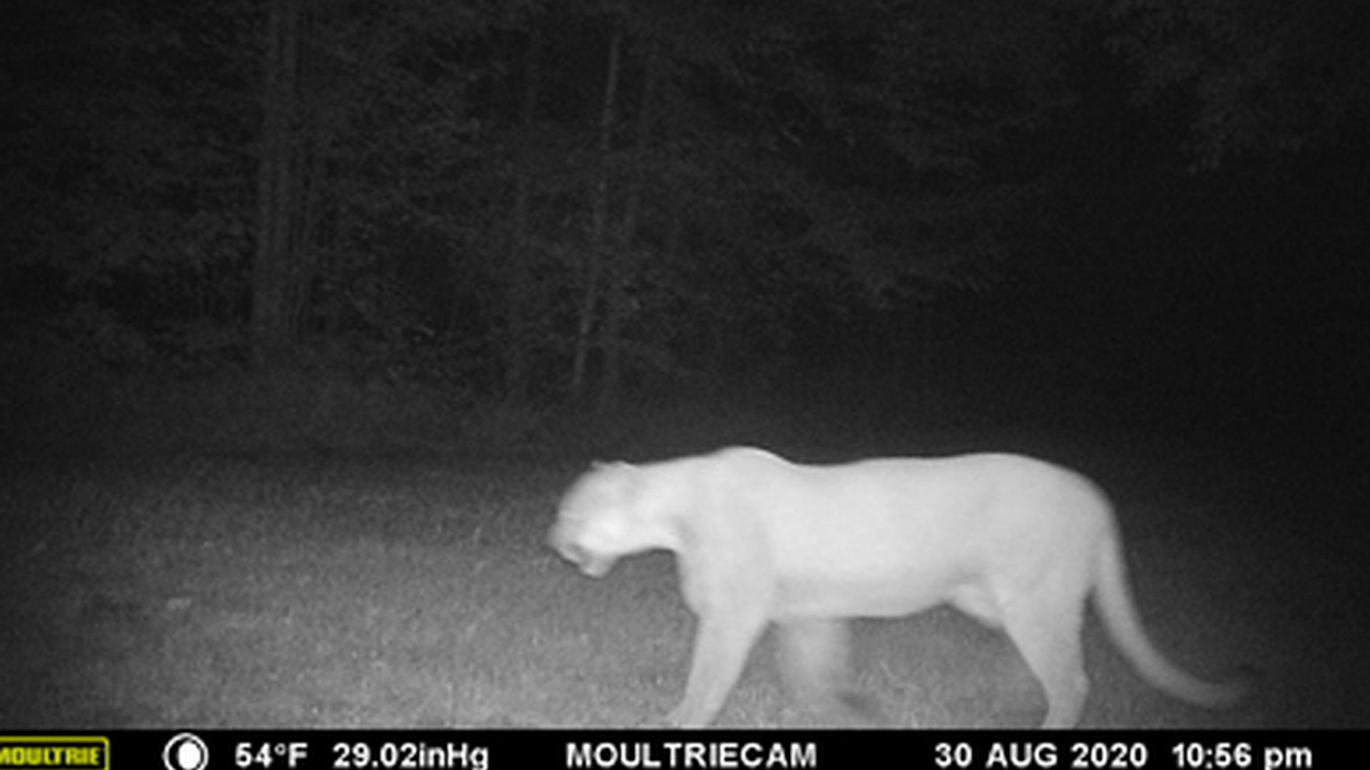 Michigan Dnr Reported More Cougar Sightings In 2020 Than Any Year Since 2008 