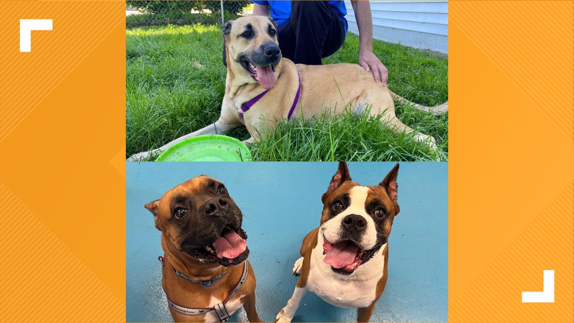 Meet three adorable dogs up for adoption in Muskegon