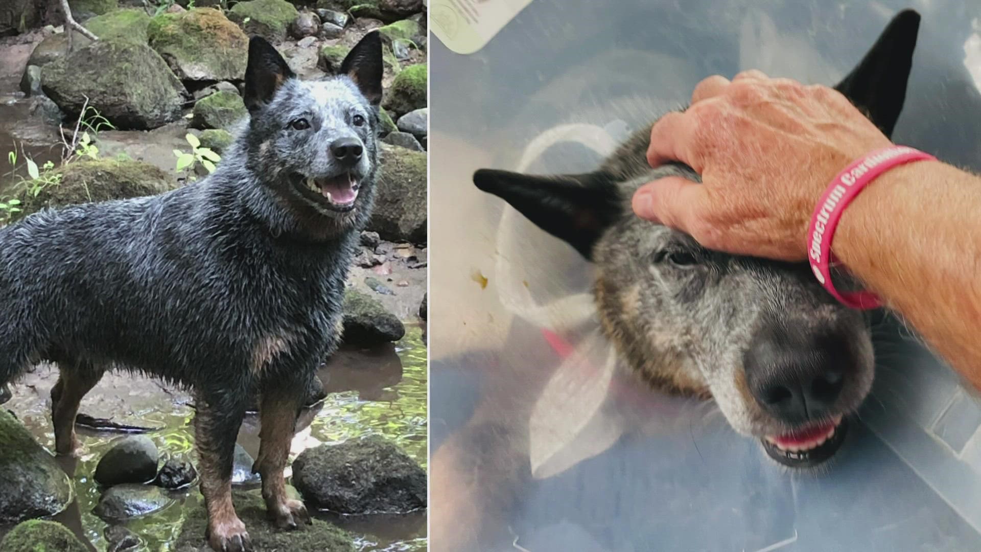 Huck, the 2-year-old Australian Cattle Dog, is scheduled for surgery Wednesday and expected to be home by Thursday