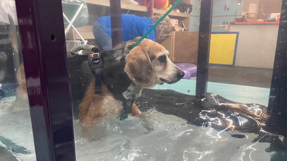 Rescued beagle sheds 40 pounds since adoption | wzzm13.com