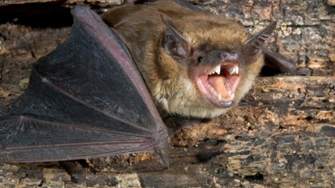 Muskegon County sees first rabid bat of 2024 | wzzm13.com