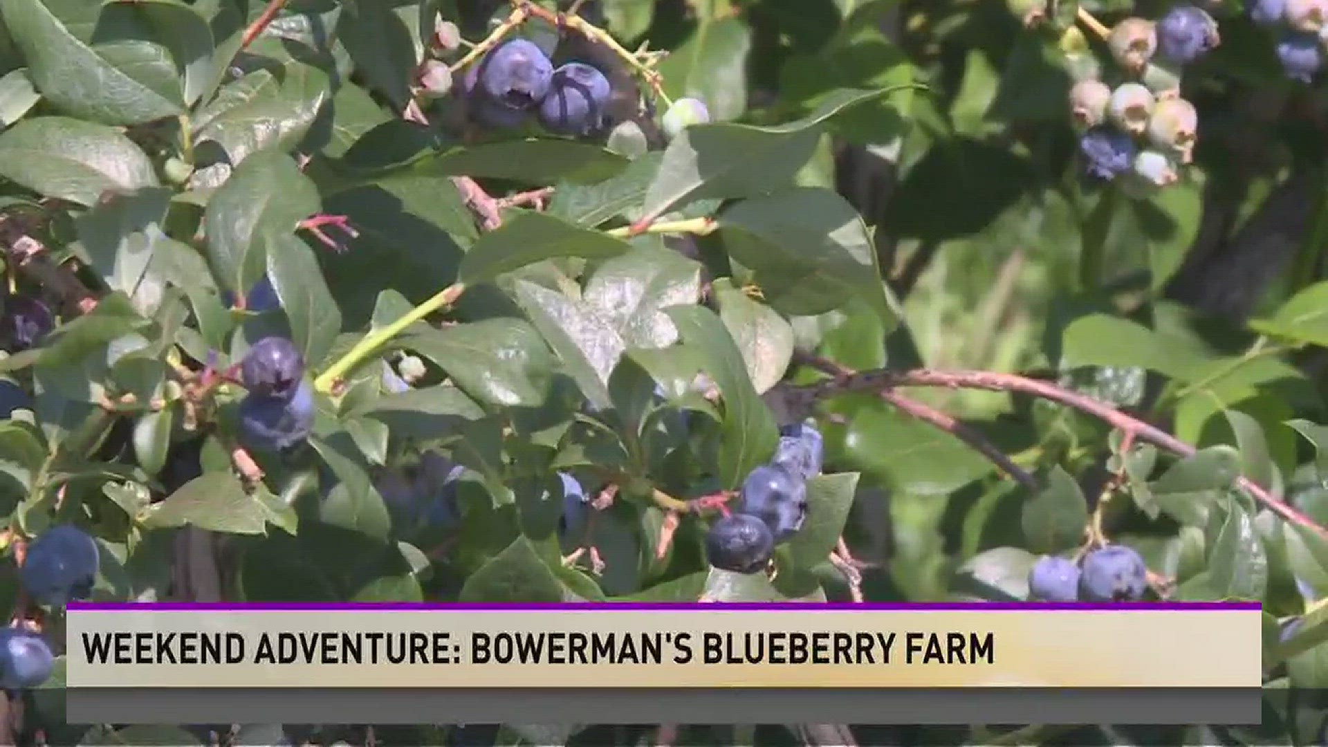 Weekend Adventure: Bowerman's Blueberry Farm