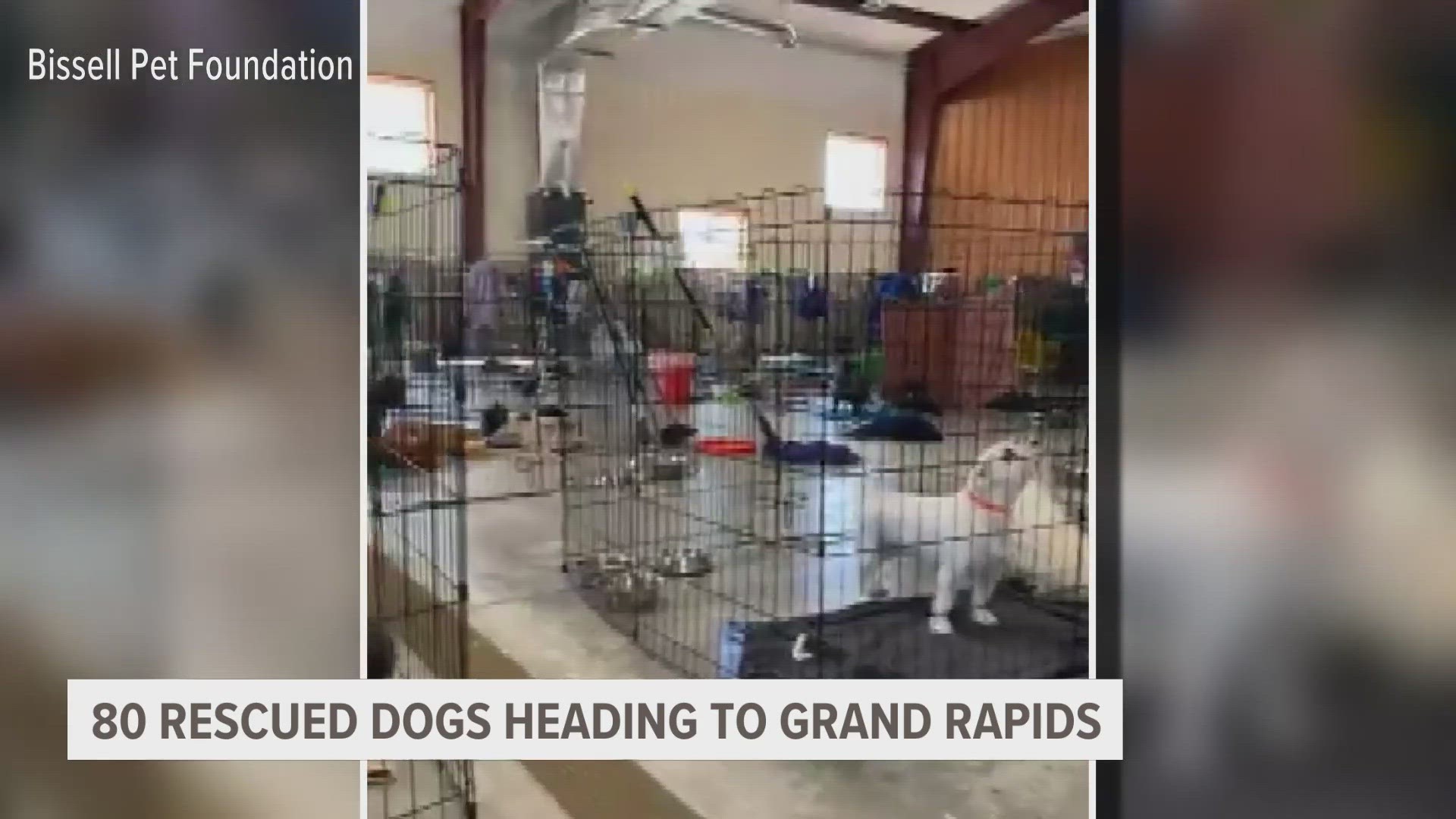 The Bissell Pet Foundation is helping fund the rescue. The dogs are now being cared for at a facility in Missouri, awaiting transport to their new home states.