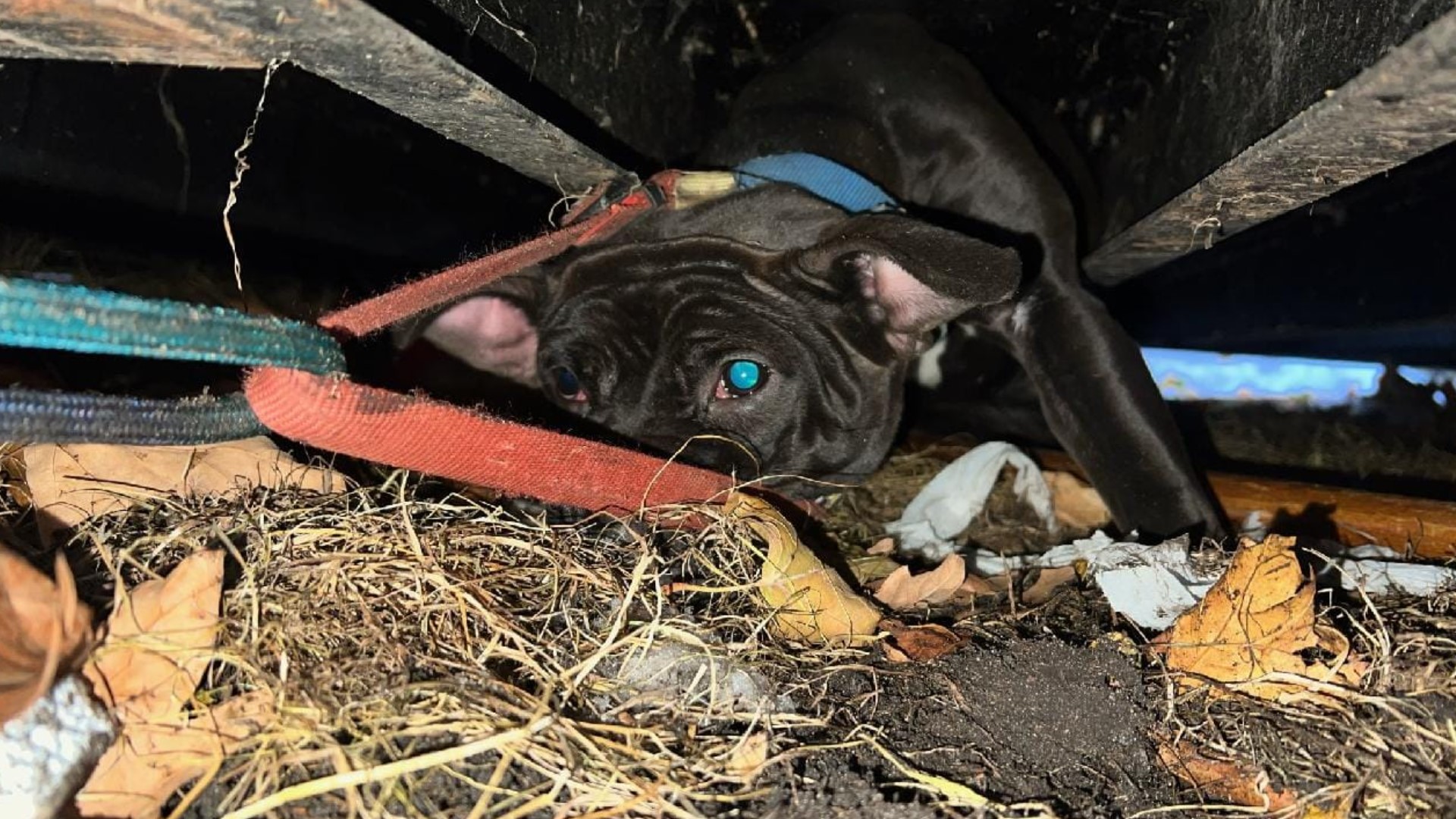 Dog rescued from under shipping container
