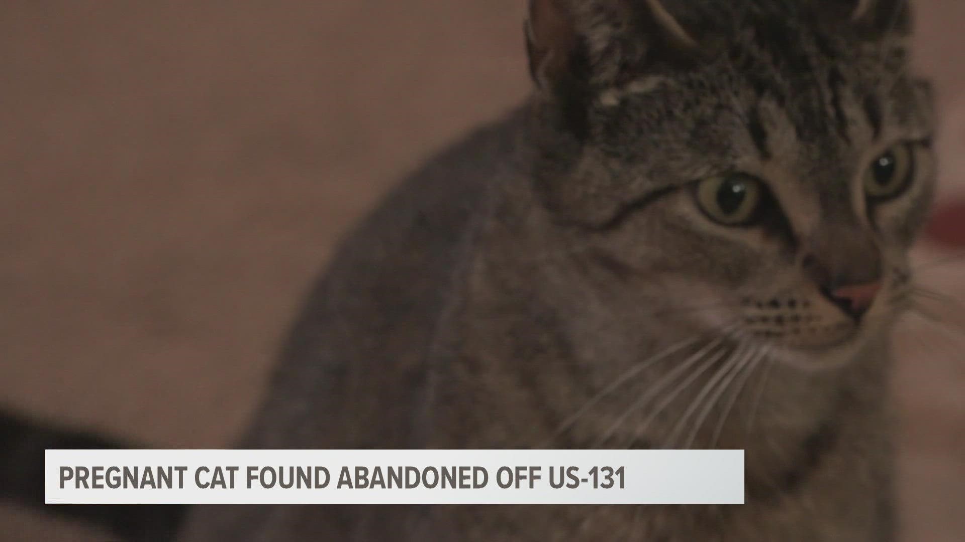 The cat, nicknamed Momma, was left in a small crate with a note asking for help.