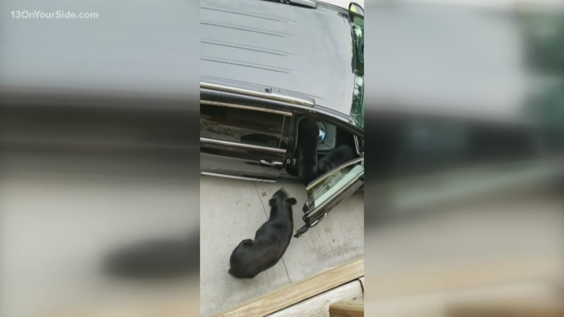 Video shows bear opening Michigan family's car door