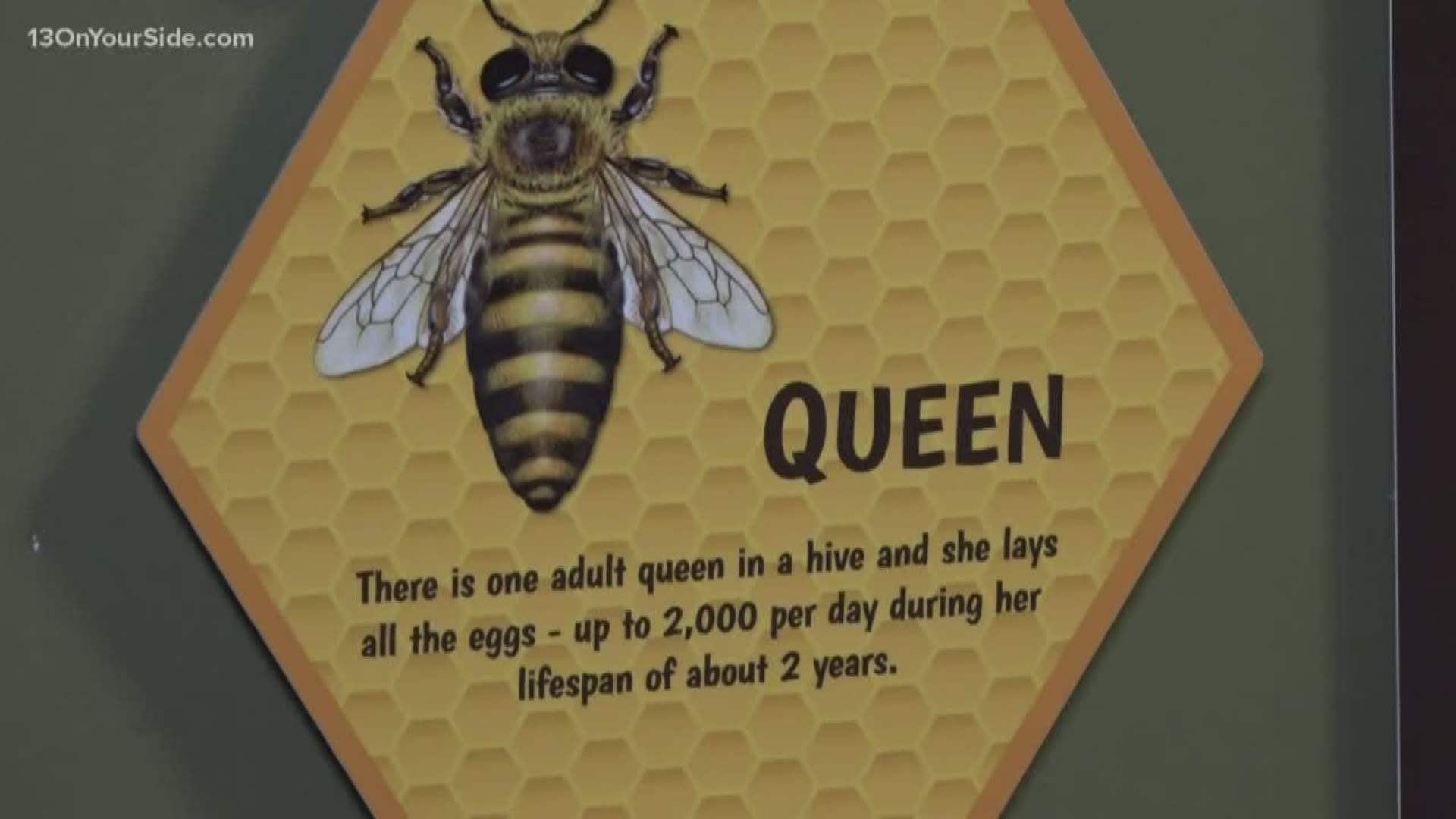 Honey, I'm home! John Ball Zoo has new bee hive exhibit 