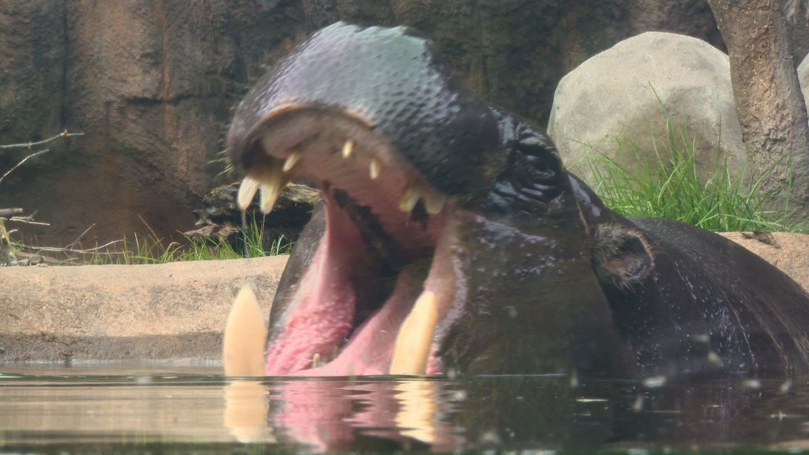 John Ball Zoo welcomes pygmy hippo, red panda additions | wzzm13.com