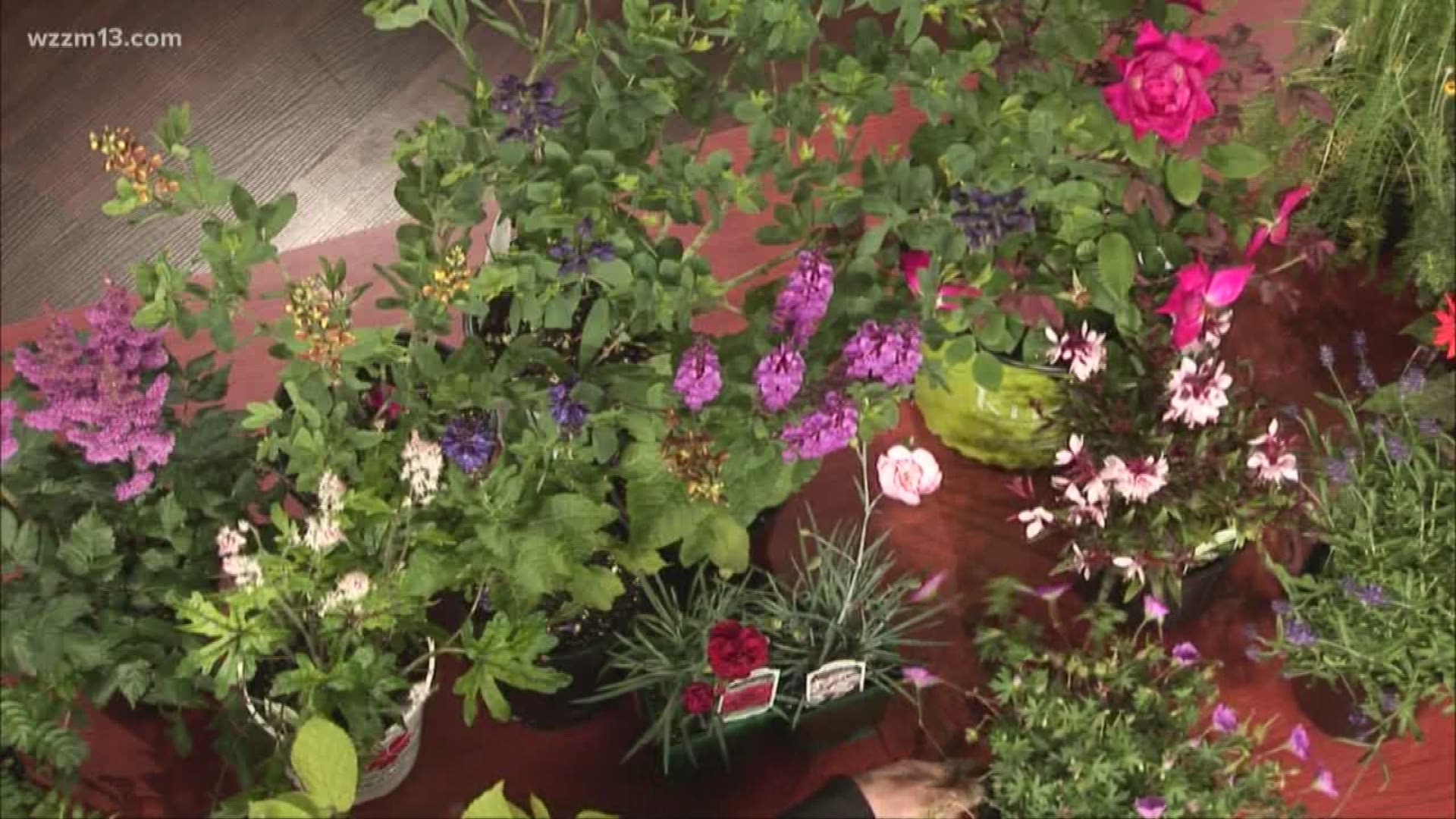 Plants That Keep Coming Back Year After Year Wzzm13 Com