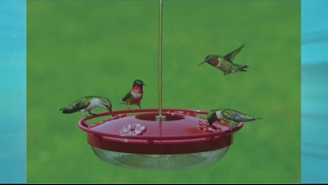 Attract Hummingbirds To Your Back Yard With Wild Birds Unlimited
