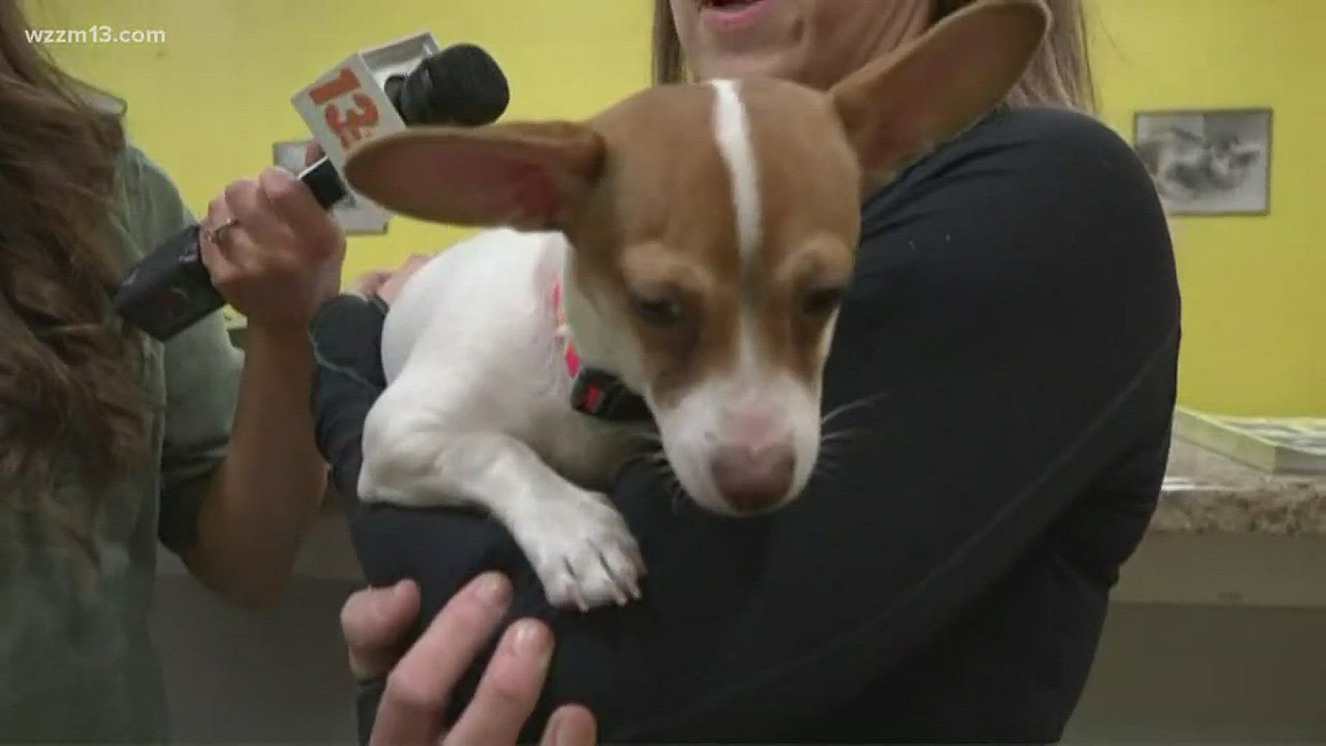 Pound Buddies in Muskegon celebrates National Puppy Day, part 1