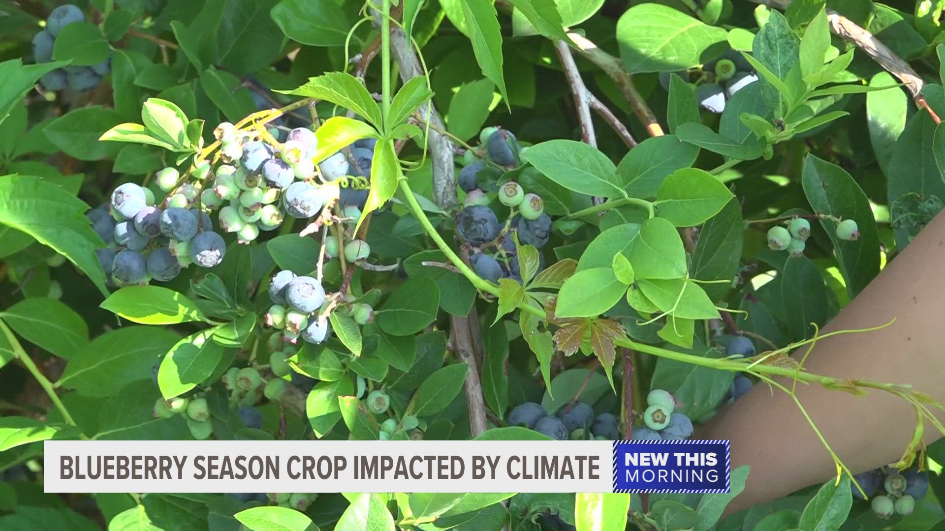 Farmers have modified how they tend to their blueberry crop due to increased rainfall.