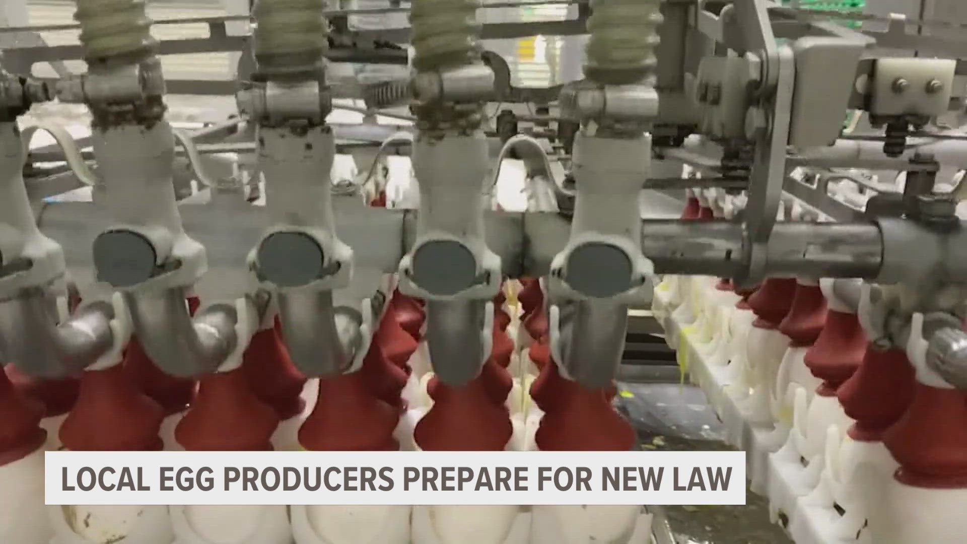 The legislation requires that stores only sell shell eggs that come from farms with cage-free conditions for their hens beginning Dec. 31.