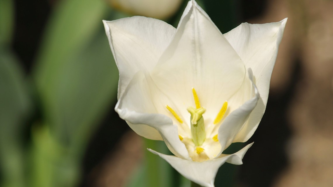 Watch the tulips in Holland bloom on live cam
