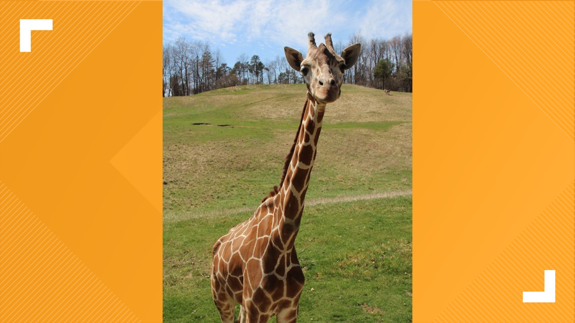 Binder Park Zoo mourns death of 21-year-old giraffe | wzzm13.com