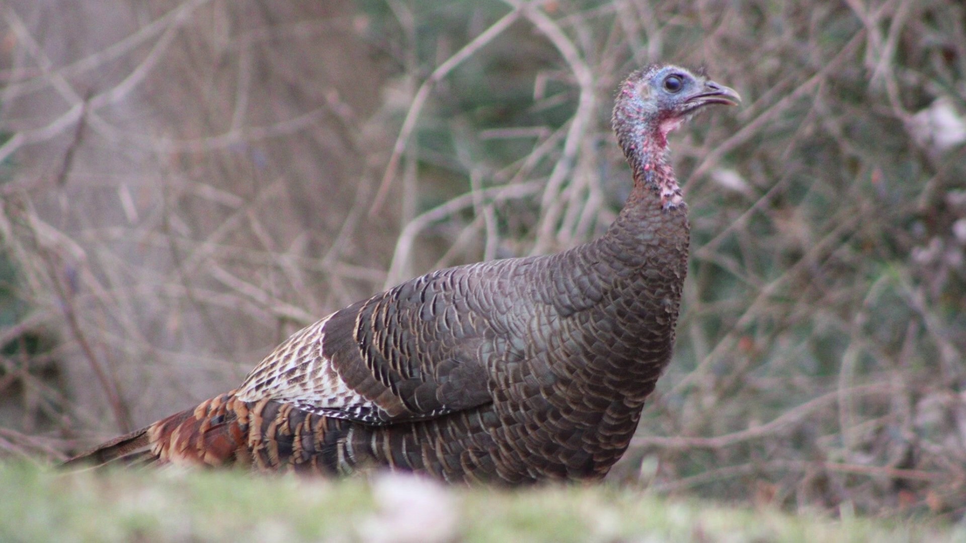 In Episode 3 of Michigan Bird Nerd, 13 On Your Side's Matt Gard shares the unsuspecting story of the wild turkey.