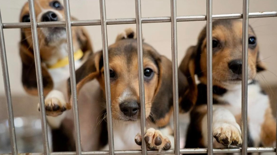 Rescued beagles coming to West Michigan