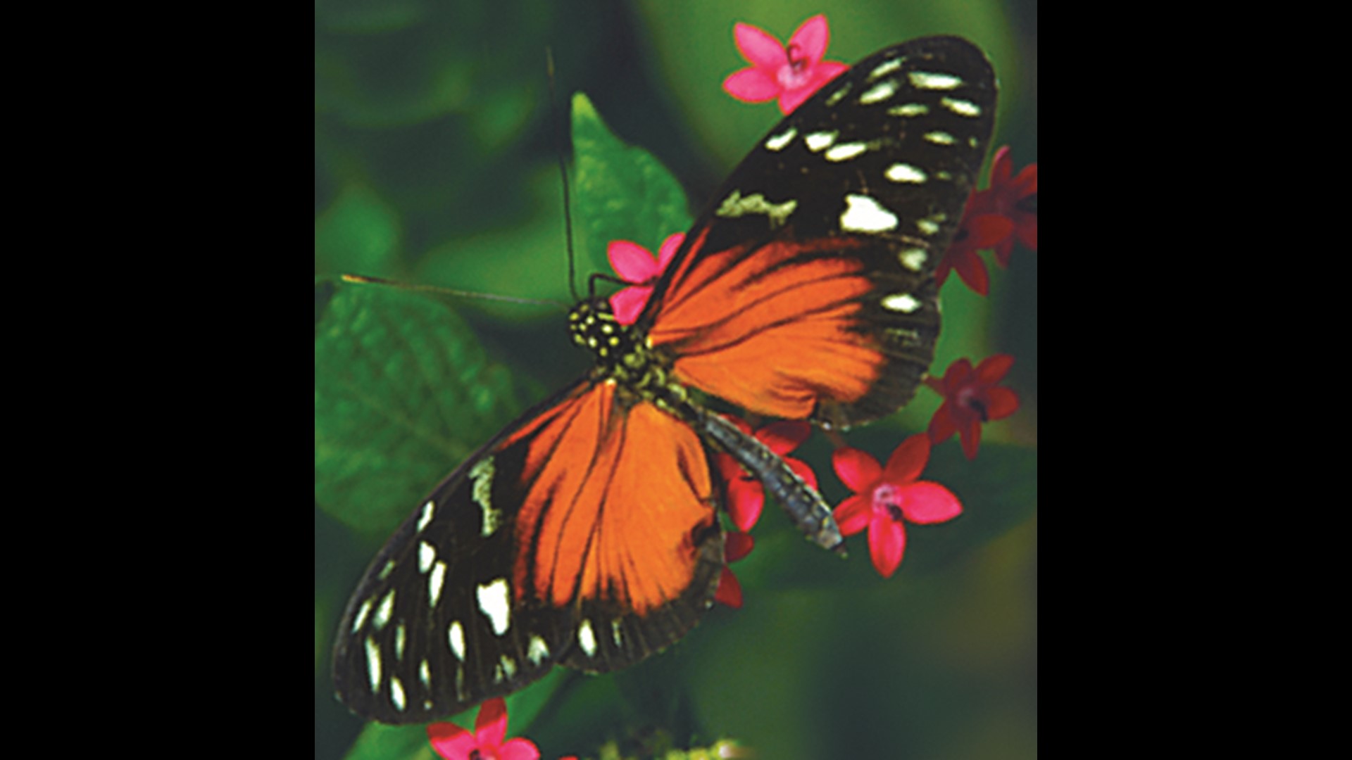 Butterflies Are Blooming at Frederik Meijer Gardens Opens March 1 ...