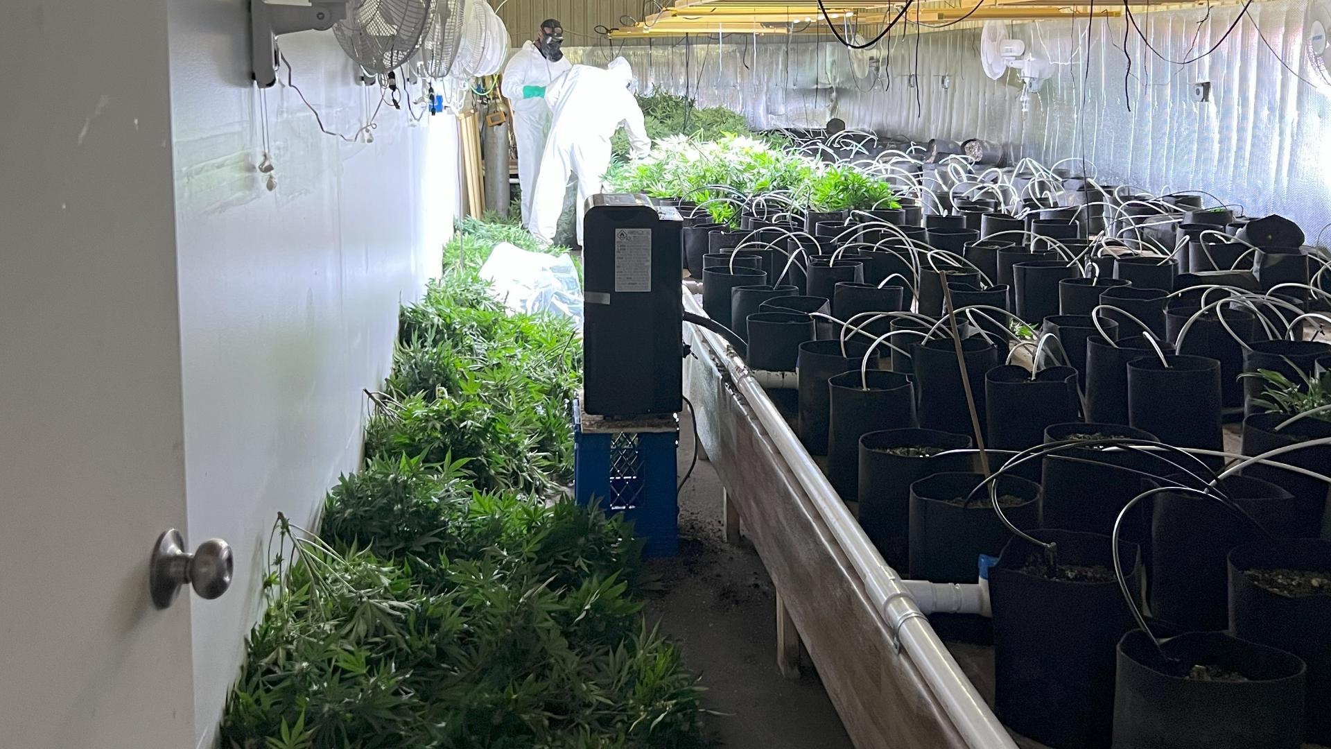 Michigan State Police seize $10M in unlicensed cannabis | wzzm13.com