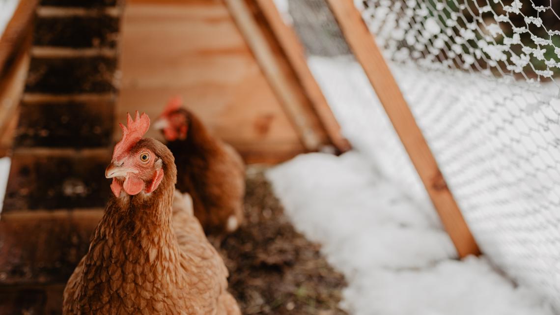 MDARD: Avian flu detected in Ottawa County backyard flock