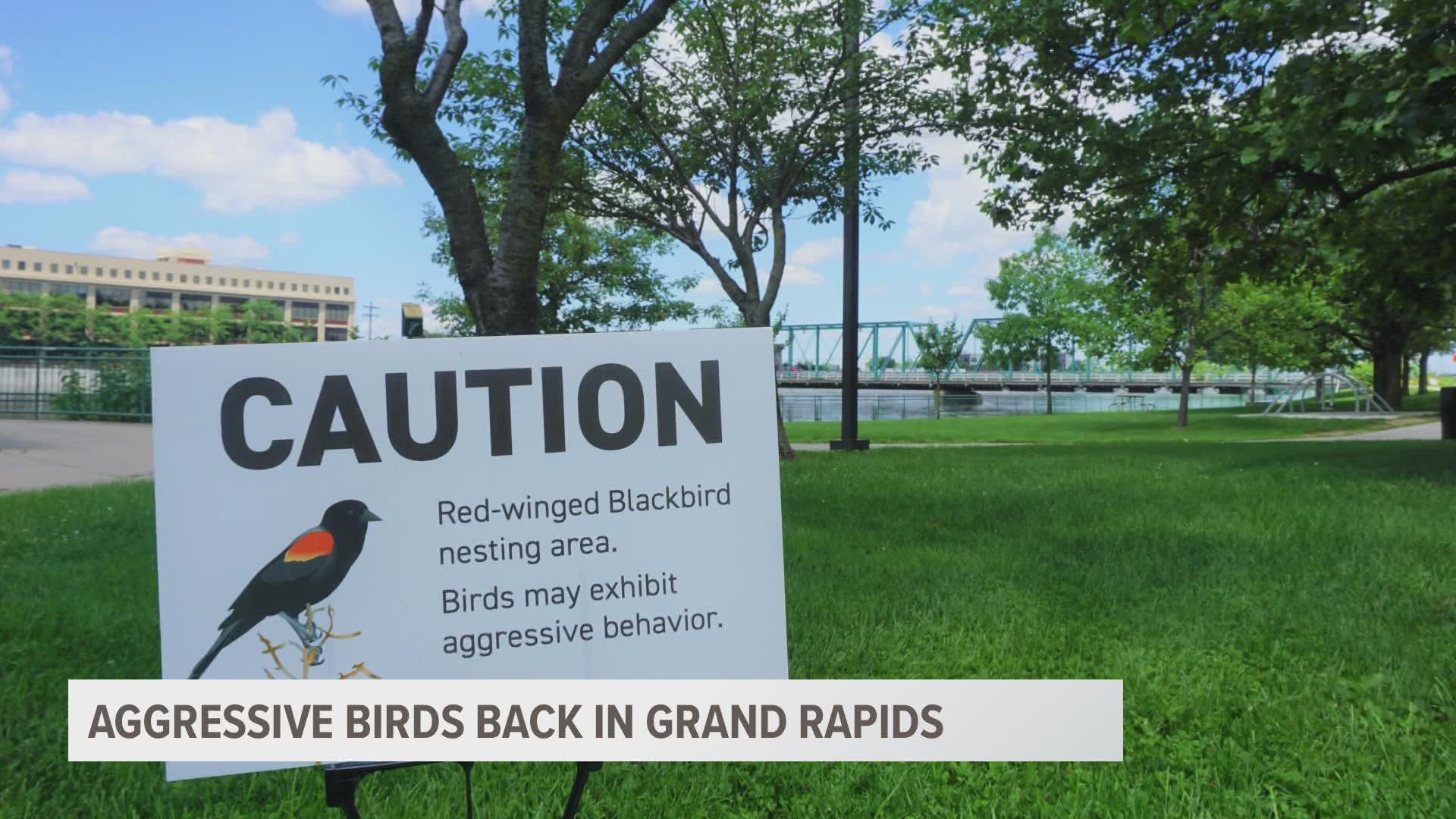 This isn't the first time Red-wing Blackbirds have taken aim at unsuspecting humans in the Grand Rapids-area.