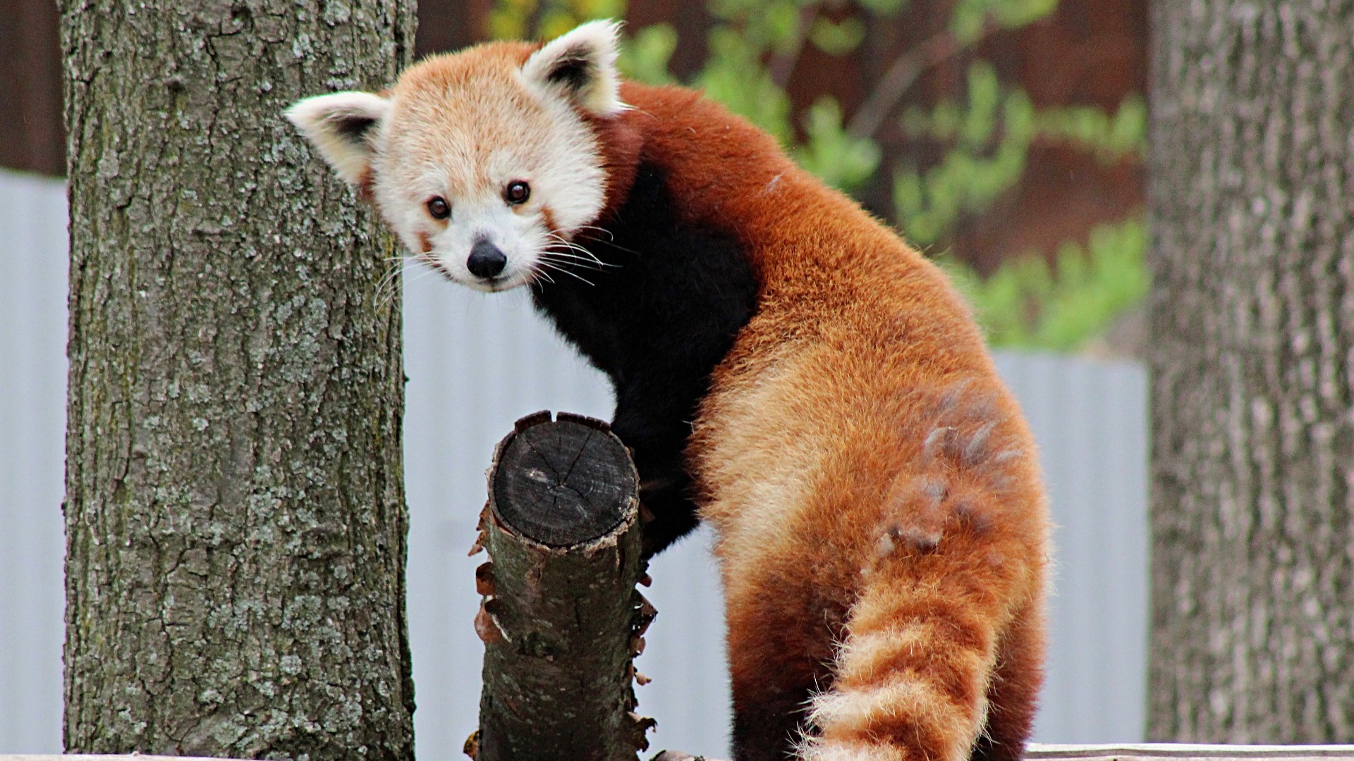 The John Ball Zoo has a new red panda! Her name is Wasabi and she is 2-years-old.