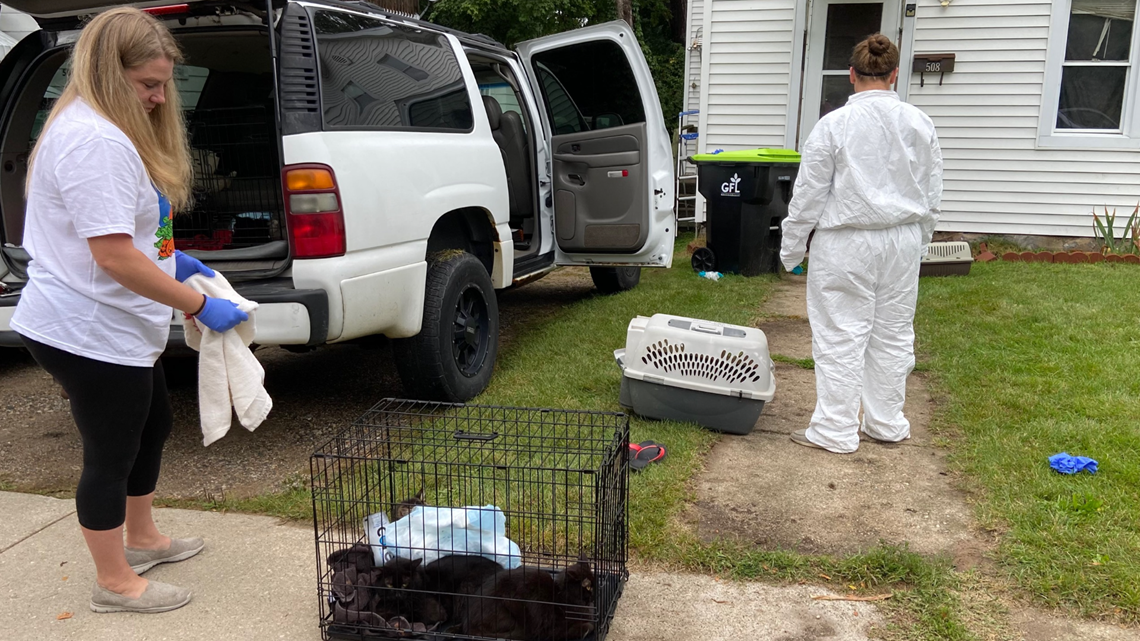 All-around 50 cats rescued from solitary residence in Greenville Rescue teams want assist offering treatment