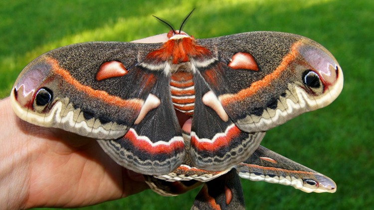 Michigan's largest moth is bigger than a softball