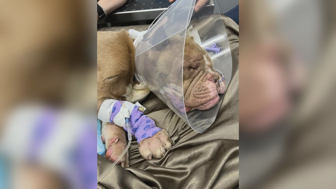 Abandoned dog 'Hope' improving, police investigating