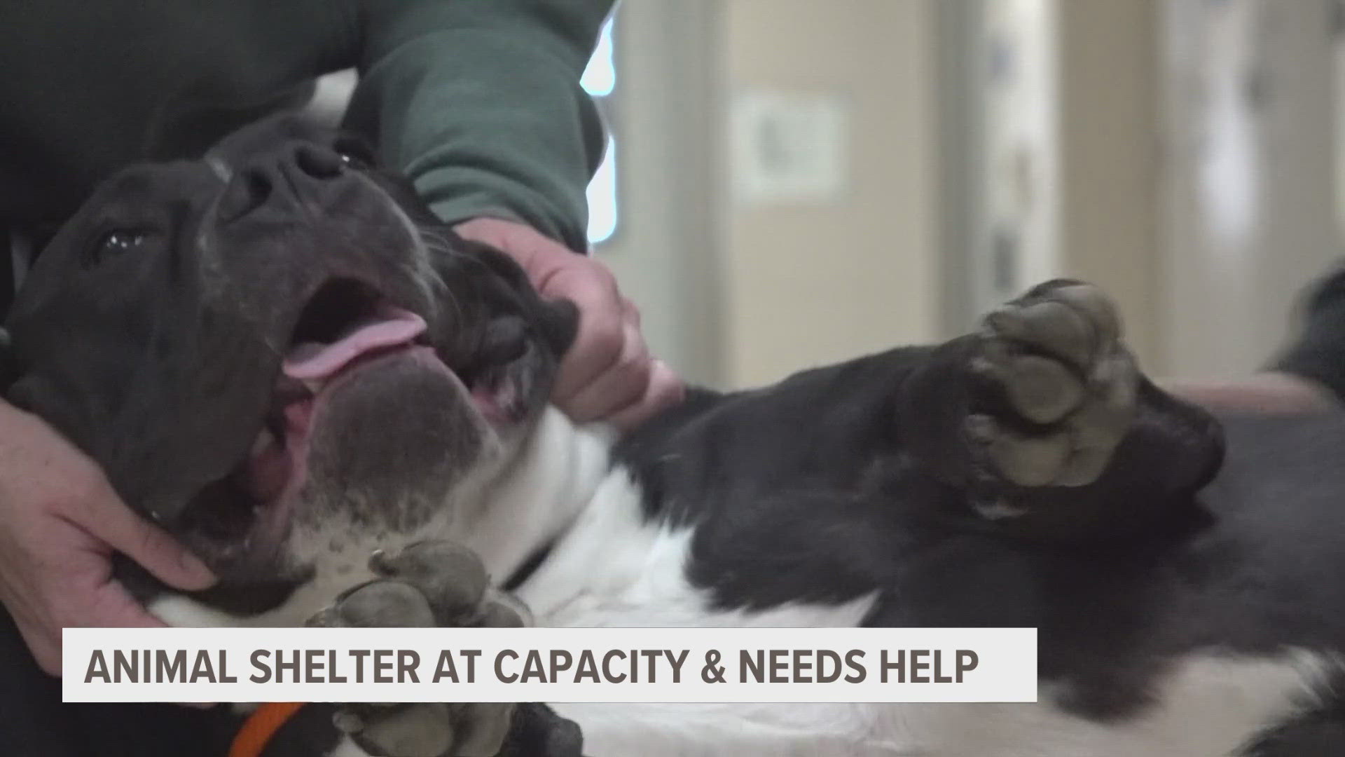 The shelter said most shelters are seeing this same problem right now.