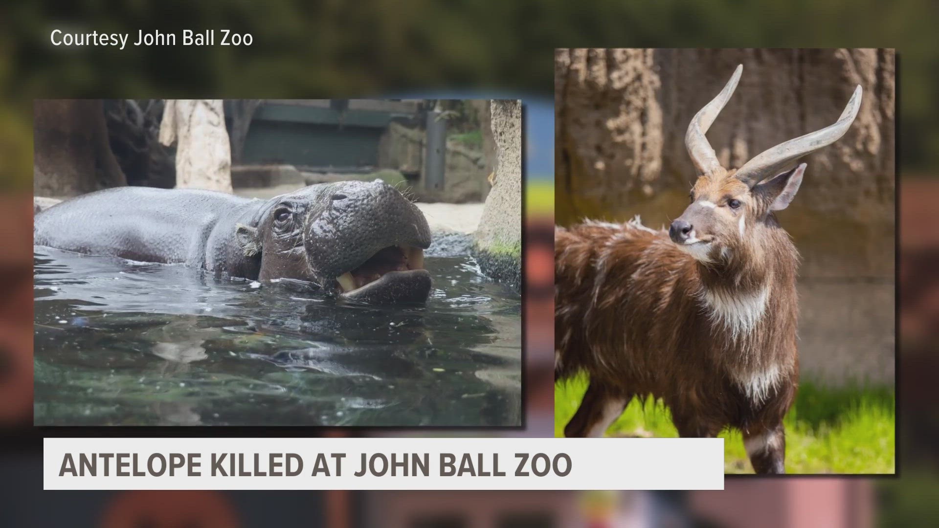 The sitatunga who was killed, named Chopper, was introduced to West Michigan on the Zoo's Facebook page just three days prior.
