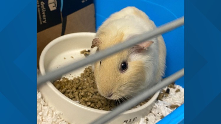 Guinea Pigs ready for Adoption at Harbor Humane