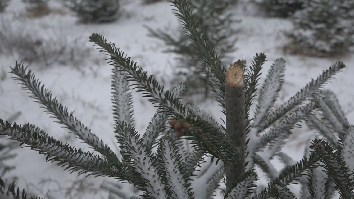 More than a dozen Christmas trees destroyed at Allendale farm