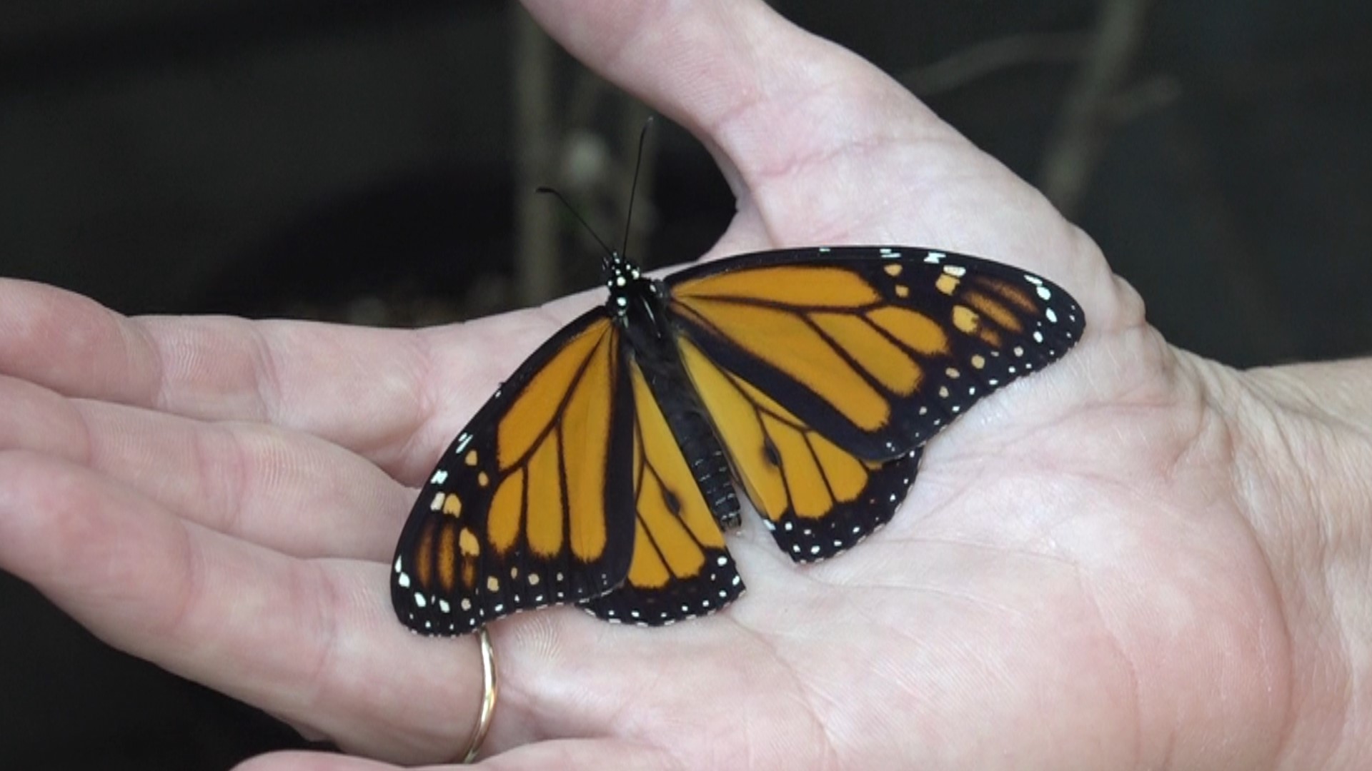 Melissa Eikenberry has been raising caterpillars into butterflies for years, and now she's giving other people a tool to do the same.