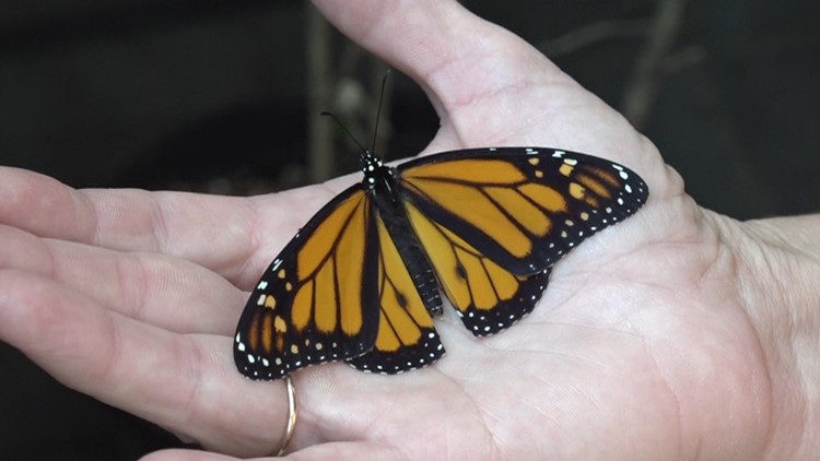 Muskegon Co. woman hopes plant tags can help save monarch butterfly