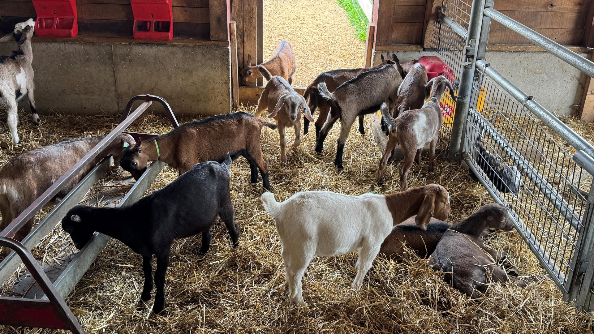 13 ON YOUR SIDE is showing you a variety of West Michigan farms this summer. We start with the Critter Barn in Zeeland, which is all about educating young farmers.