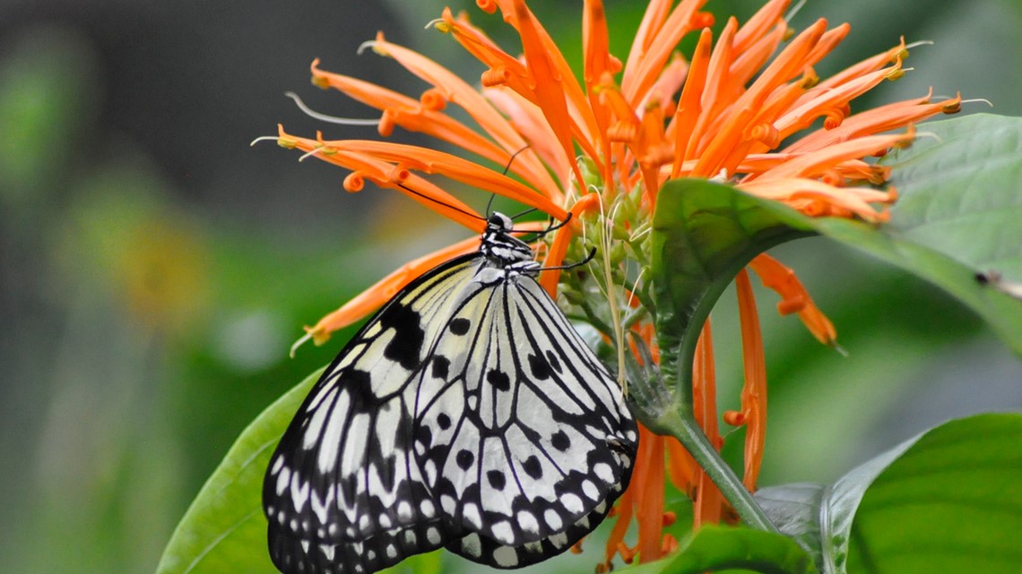Meijer Garden's annual 'Butterflies are Blooming' exhibit opens 