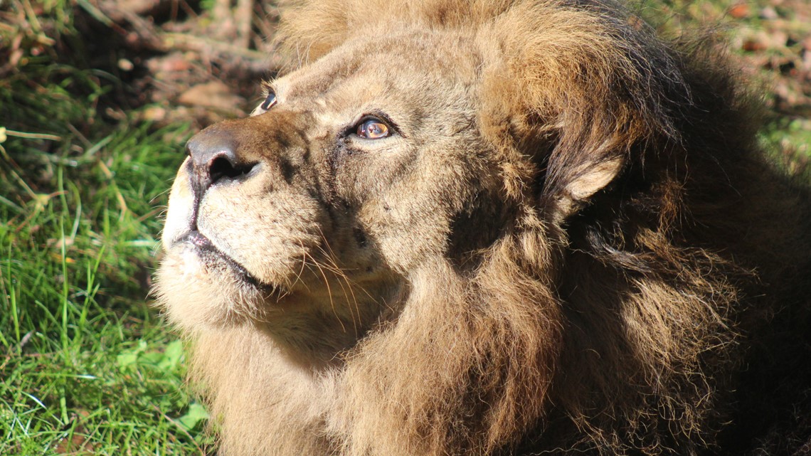 Lions x Meijer Season of Sharing